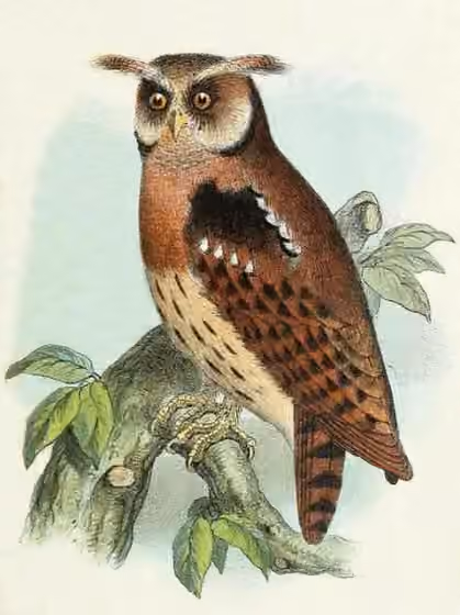 Ilustrasi dokumenter Jubula lettii