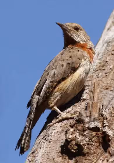 Dokumentasi Jynx ruficollis