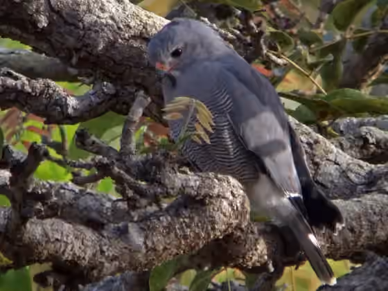Dokumentasi Kaupifalco monogrammicus