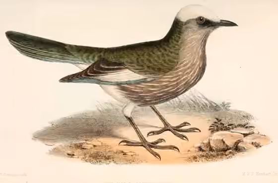 Ilustrasi Lamprotornis albicapillus