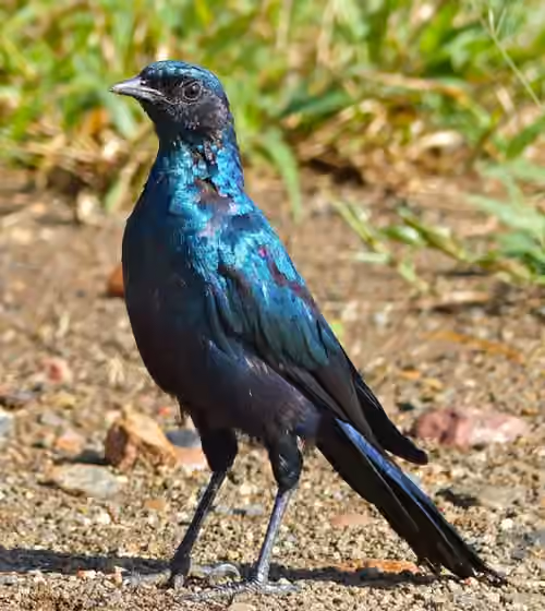 Dokumentasi Lamprotornis australis