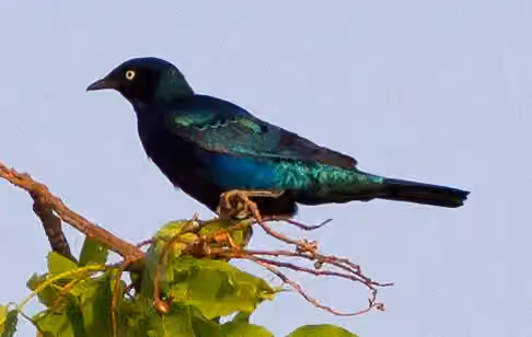Dokumentasi Lamprotornis chalcurus