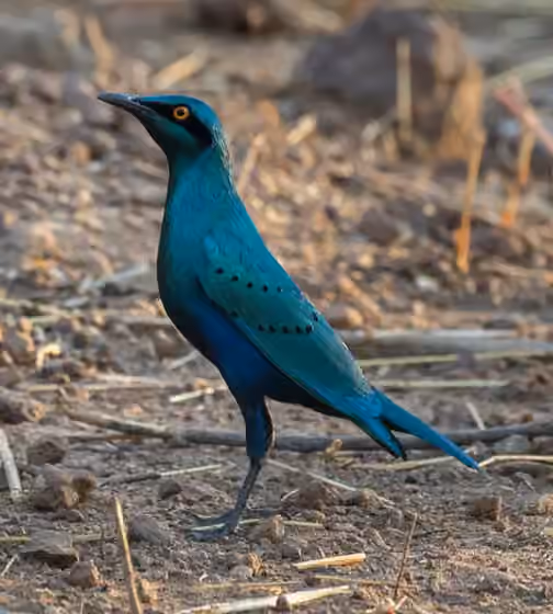 Dokumentasi Lamprotornis chloropterus