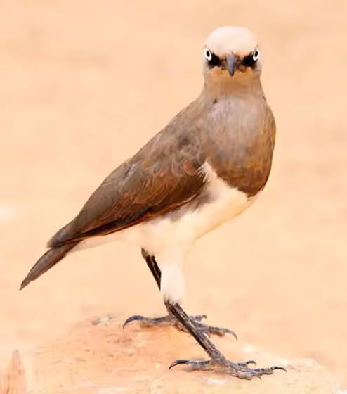 Dokumentasi Lamprotornis fischeri