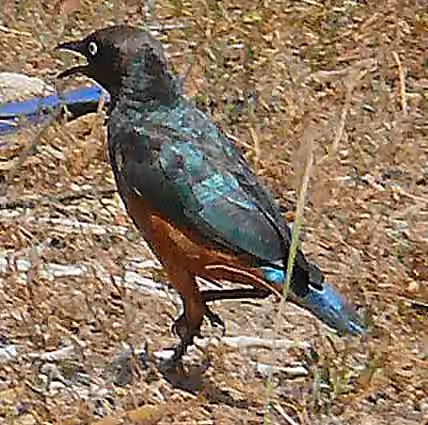 Dokumentasi Lamprotornis pulcher