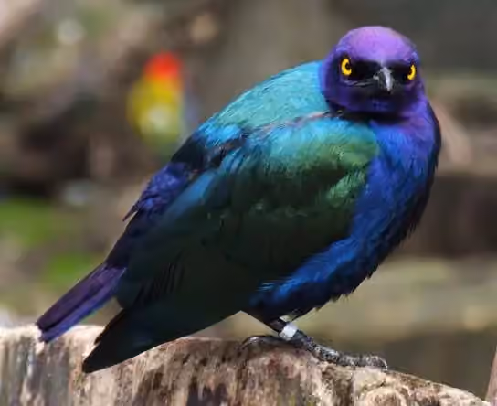 Dokumentasi Lamprotornis purpureus