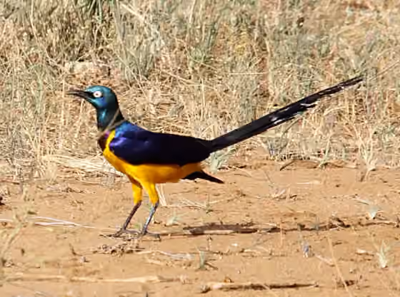 Dokumentasi Lamprotornis regius