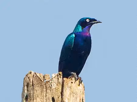 Dokumentasi Lamprotornis splendidus