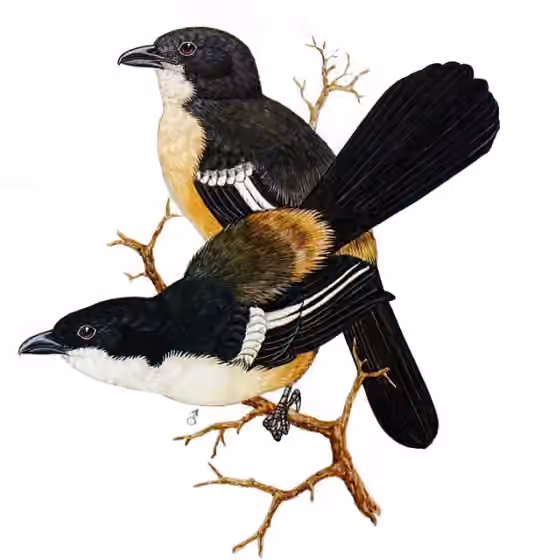 Ilustrasi Laniarius ferrugineus