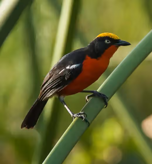 Dokumentasi Laniarius mufumbiri