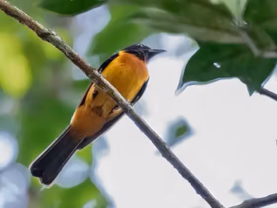 Dokumentasi Lanio fulvus