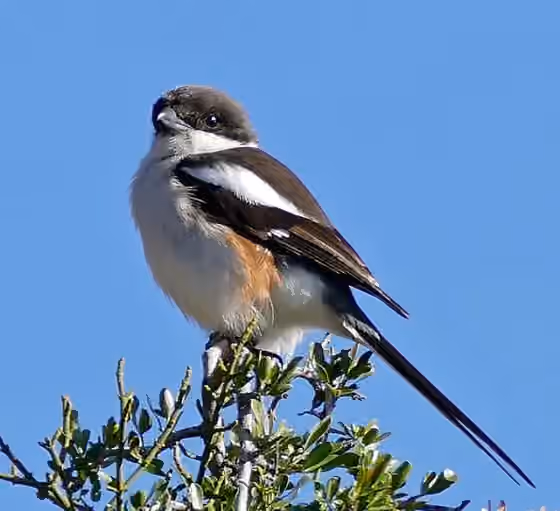 Dokumentasi Lanius collaris
