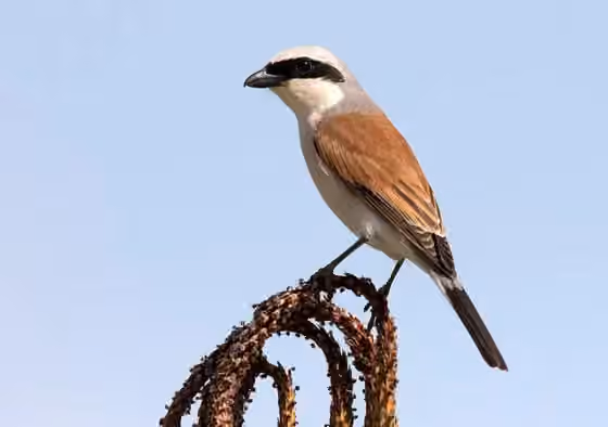 Dokumentasi Lanius collurio