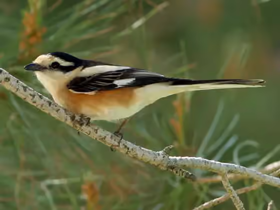 Dokumentasi Lanius nubicus