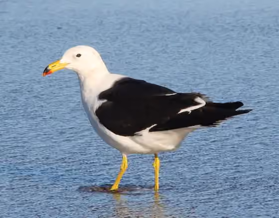 Dokumentasi Larus atlanticus