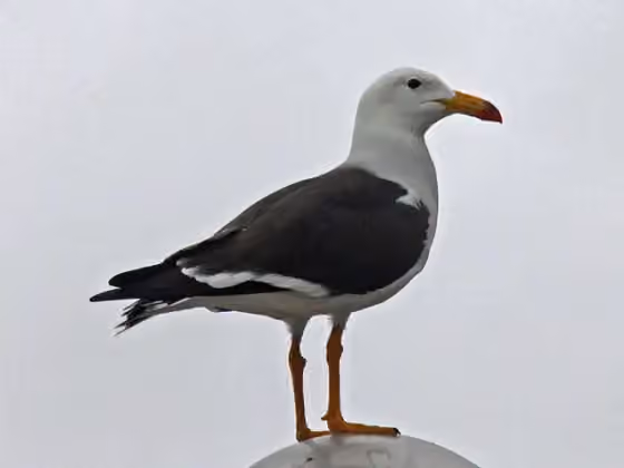 Dokumentasi Larus belcheri