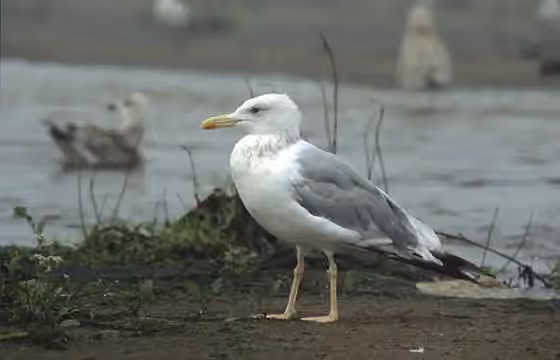 Dokumentasi Larus cachinnans