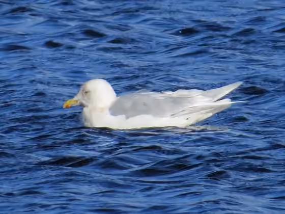Dokumentasi Larus glaucoides