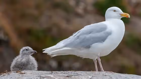 Dokumentasi Larus hyperboreus