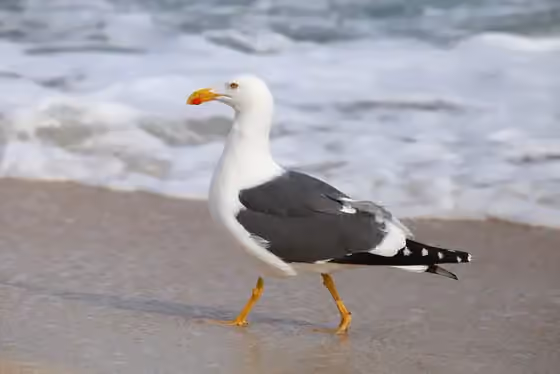 Dokumentasi Larus livens