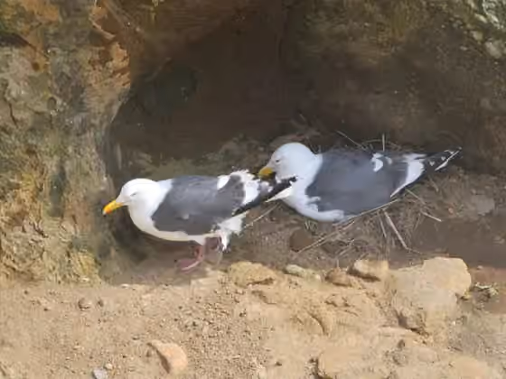 Dokumentasi Larus schistisagus