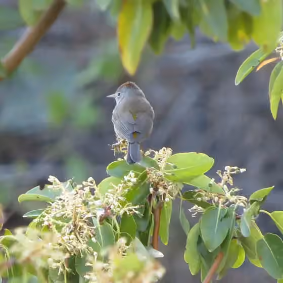Dokumentasi Leiothlypis crissalis