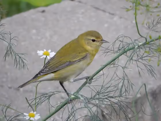 Dokumentasi Leiothlypis peregrina
