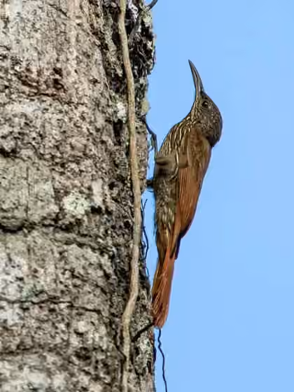 Dokumentasi Lepidocolaptes albolineatus