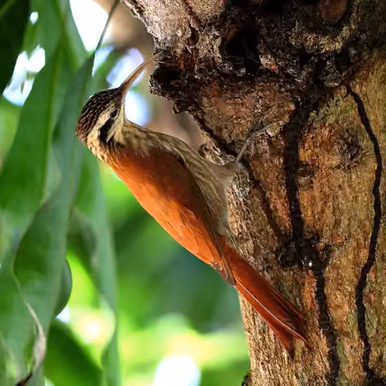 Dokumentasi Lepidocolaptes angustirostris