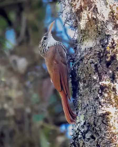 Dokumentasi Lepidocolaptes falcinellus