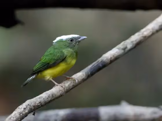 Dokumentasi Lepidothrix nattereri
