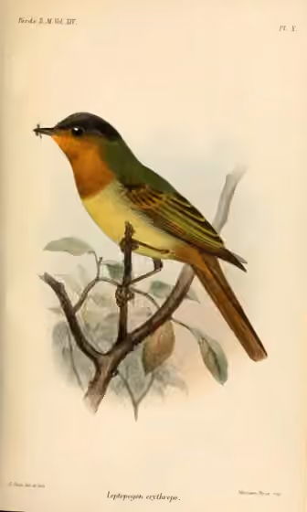 Ilustrasi Leptopogon rufipectus