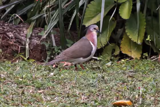 Dokumentasi Leptotila jamaicensis