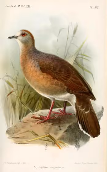 Ilustrasi Leptotila megalura