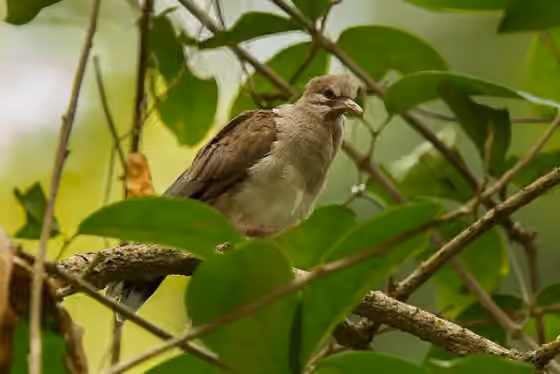 Dokumentasi Leptotila pallida