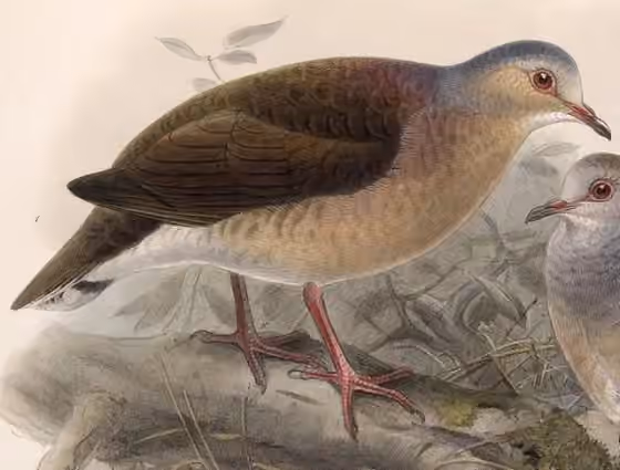 Ilustrasi Leptotila plumbeiceps