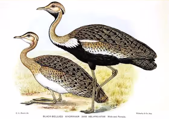 Ilustrasi Lissotis melanogaster