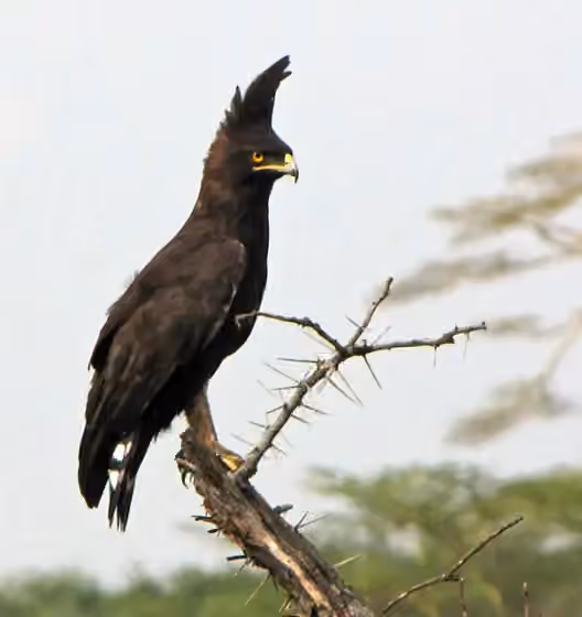 Dokumentasi Lophaetus occipitalis