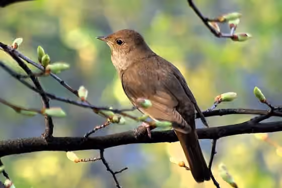 Dokumentasi Luscinia luscinia