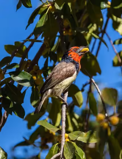 Dokumentasi Lybius torquatus