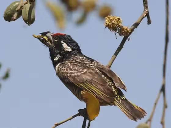 Dokumentasi Lybius undatus