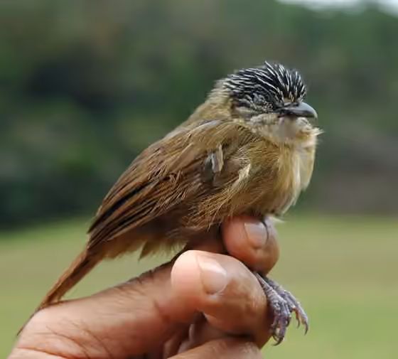 Dokumentasi Macronus striaticeps