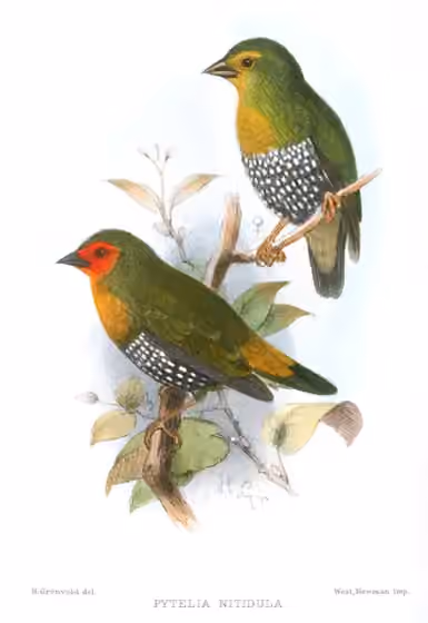Ilustrasi dokumenter Mandingoa nitidula pada pelat dengan beberapa figur burung