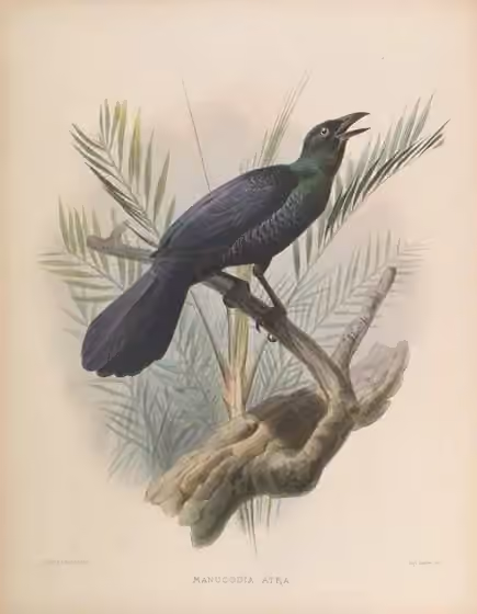 Ilustrasi Manucodia ater