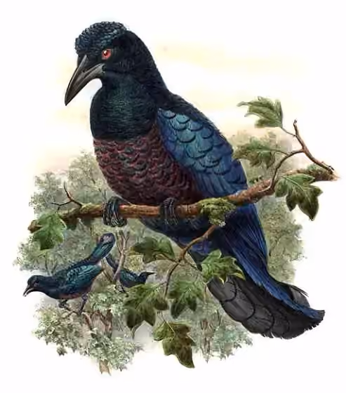 Ilustrasi dokumenter Manucodia comrii pada pelat dengan beberapa figur burung