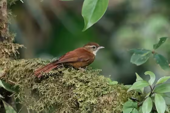 Dokumentasi Margarornis rubiginosus