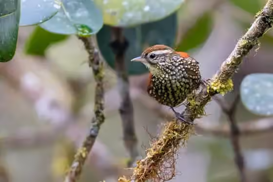 Dokumentasi Margarornis squamiger