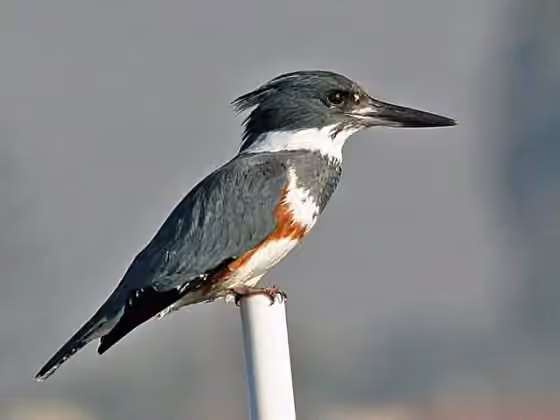Dokumentasi Megaceryle alcyon