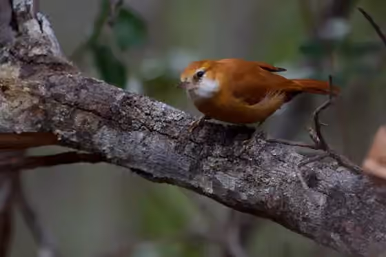 Dokumentasi Megaxenops parnaguae