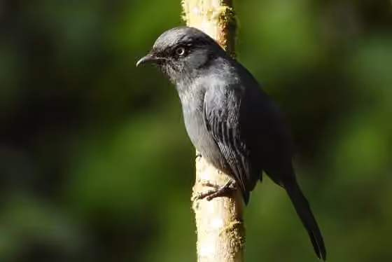 Dokumentasi Melaenornis ardesiacus